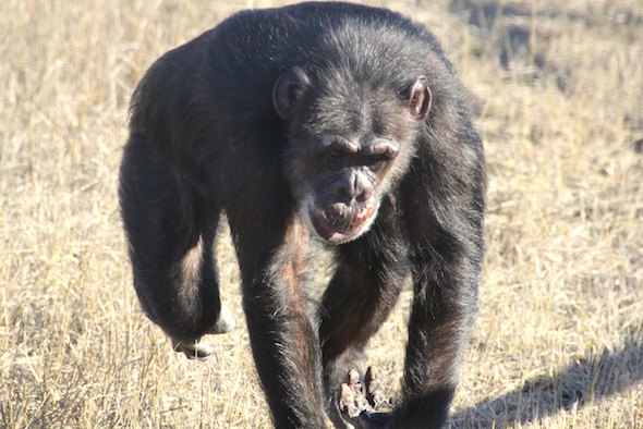web_Missy_run_toward_camera_YH_jb_IMG_7536