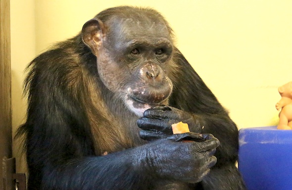 Negra eating butternut squash