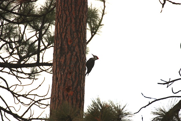 web_Pileated_Woodpecker_female_Wanda_on_pine_trees_east_YH_kh_IMG_7039