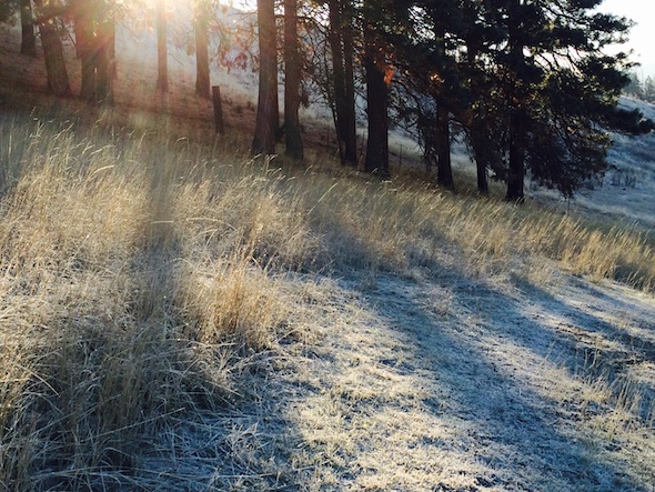 web_YH_morning_frost_kd