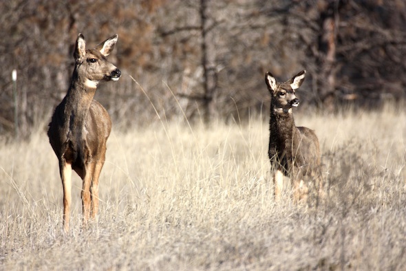 web_doe_fawn_see_jamie_kd_IMG_5490