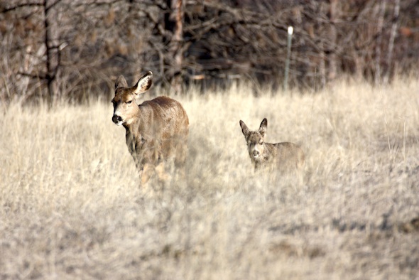 web_doe_fawn_yh_kd_IMG_5489