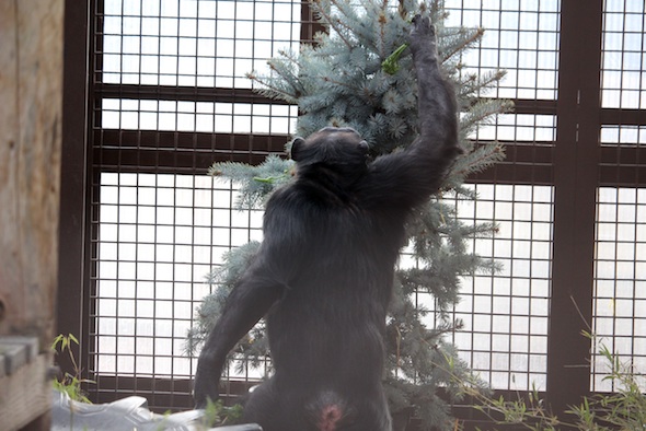 web_Annie_grab_broccolini_tree_GH_party_dm_IMG_1922