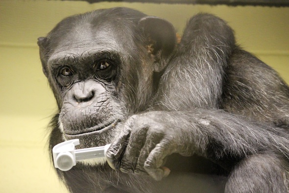 web_Foxie_look_toward_camera_enrichment_hammer_in_hand_ledge_FRs_kh_IMG_0721