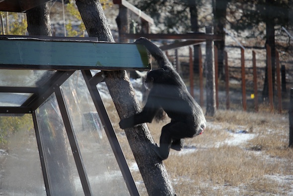 web_Missy_climb_cabin_reach_YH_kh_IMG_8118