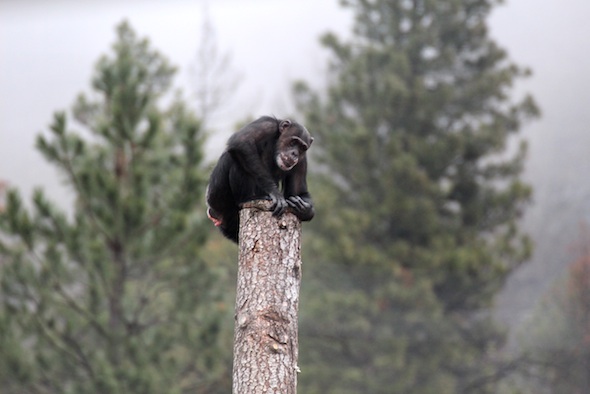 Missy climb down post