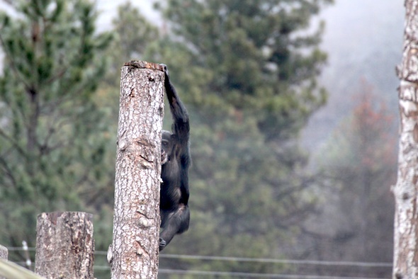 Missy climb down post