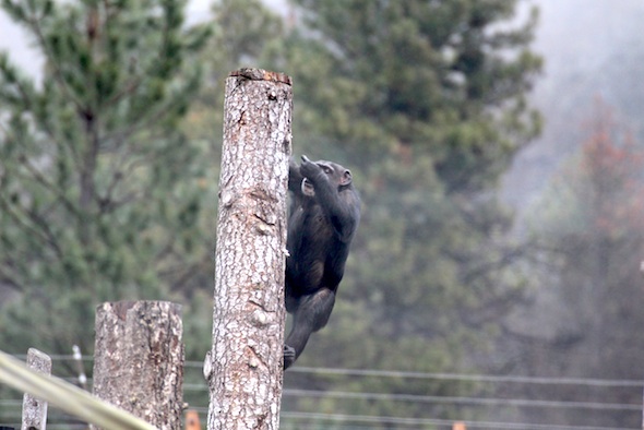 Missy climb down post