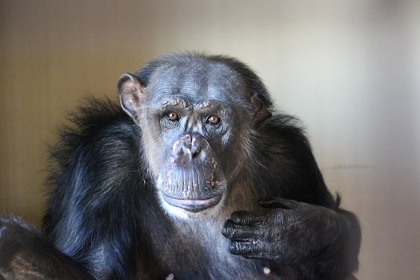 web_Negra_look_at_camera_closeup_face_FR4_kh_IMG_2634