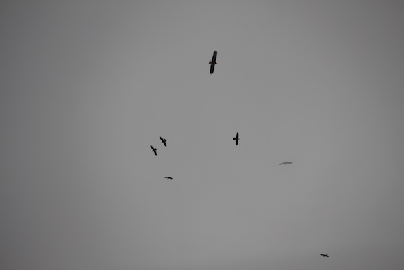 web_hawks_circle_above_YH_ek_IMG_2356