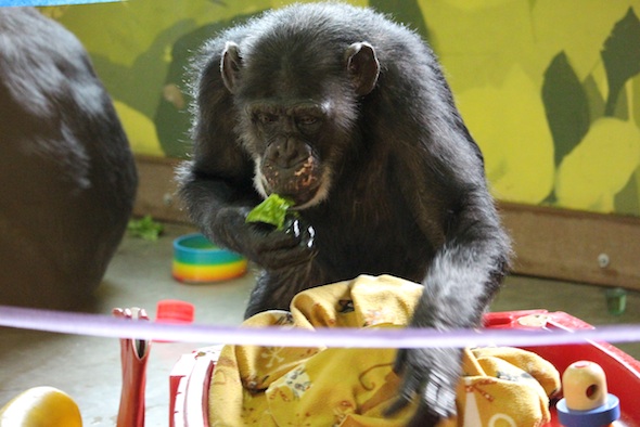 web_missy_lettuce_forage_birthday_party_pr_ek_IMG_2075