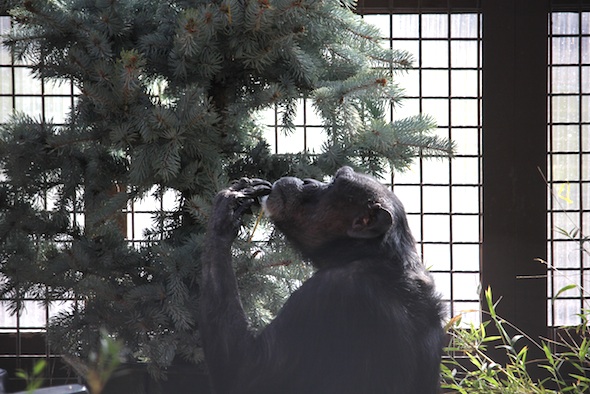 web_Jody_inspect_tree_leftovers_GH_kh_IMG_8570