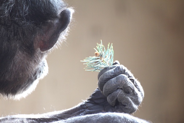 Jody holding tree bit