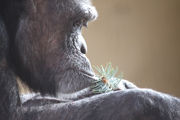 Jody eating tree bit