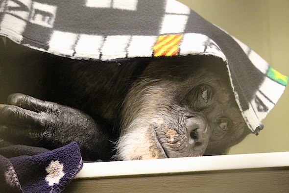 web_Missy_under_blanket_look_to_side_kd_IMG_4012