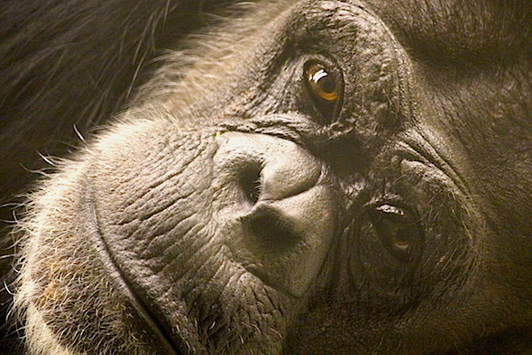 web_annie_close_up_look_at_camera_kd_IMG_4037 copy