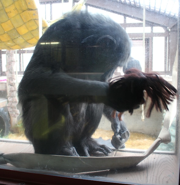 web_foxie_beat_dora_gh_window_kd_IMG_8818