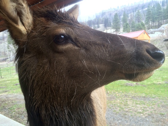 Ellie_elk_IMG_6507