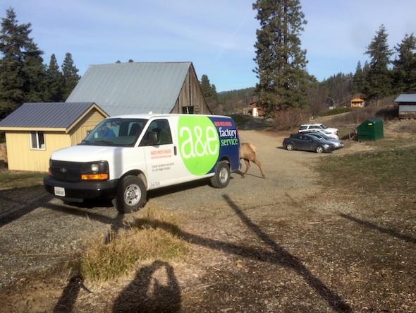 Ellie_elk_repair_van_IMG_6526