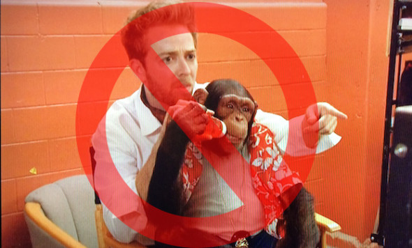 big-time-chimp-on-lap-nosign