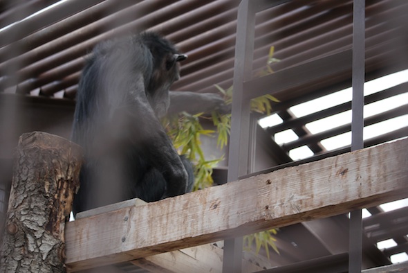 web_Annie_hold_bamboo_top_platform_GH_kh_IMG_9076