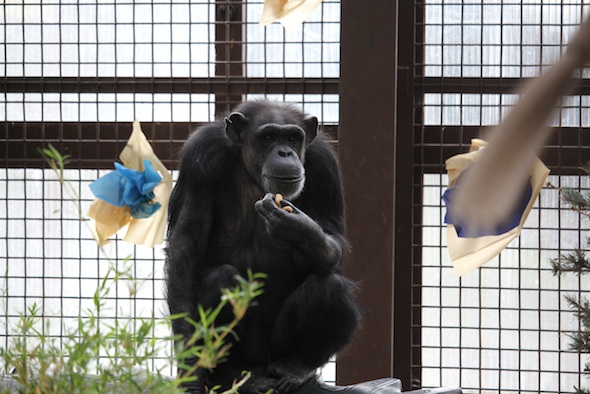 web_Annie_sit_on_tire_hold_chow_forage_rainforest_day_GH_kh_IMG_9953