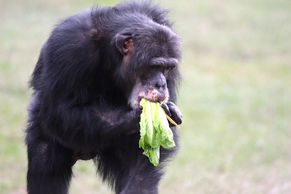 web_Burrito_lettuce_in_mouth_YH_jb_IMG_0082