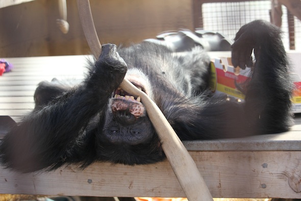 web_Burrito_lie_on_back_bite_firehose_play_GH_ek_IMG_9464