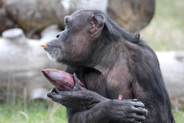web_Jody_banana_flower_peanut_in_mouth_YH_jb_IMG_0063
