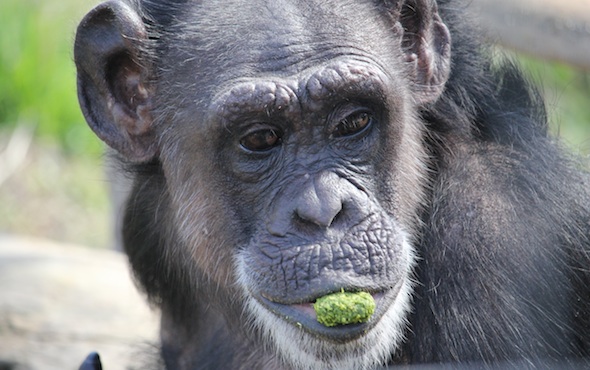 web_Jody_close_up_alfalfa_cube_in_mouth_YH_ek_IMG_0047