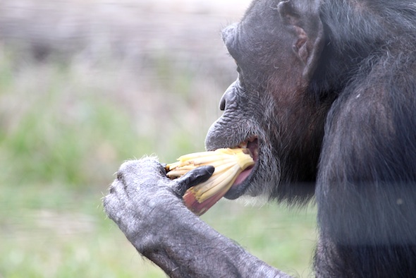 web_Jody_eat_banana_flower_YH_jb_IMG_0244