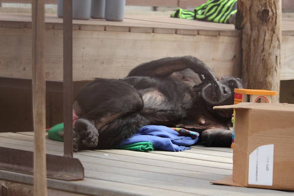 web_Jody_lie_down_blanket_nest_groom_self_hand_GH_kh_IMG_0473