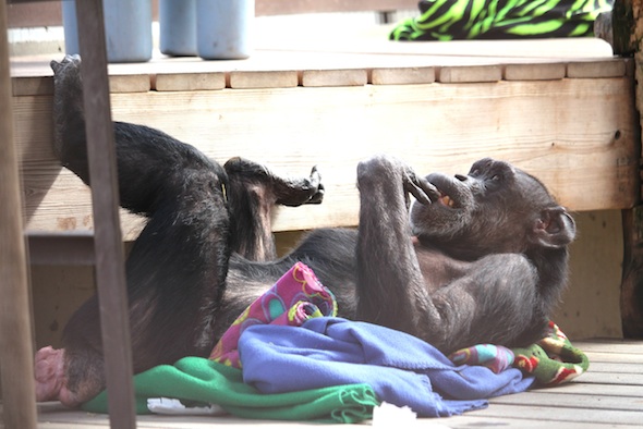 web_Jody_lie_down_blanket_nest_platform_self_groom_GH_kh_IMG_0399