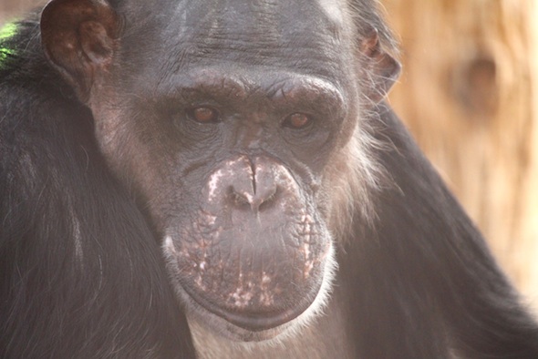 web_Negra_closeup_face_GH_kh_IMG_0419
