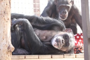 negra lying on deck