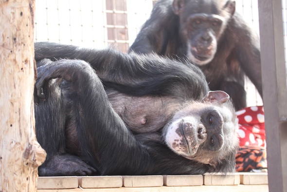 negra lying on deck