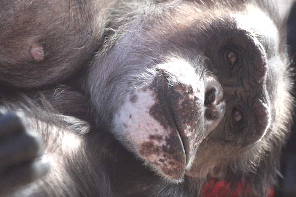 Negra close-up