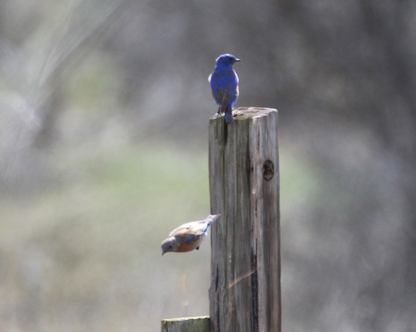 web_bluebird_couple_female_torpedo_kd_IMG_5631