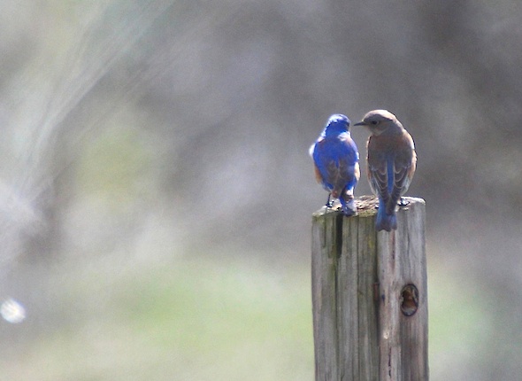 web_bluebird_couple_post_kd_IMG_5630