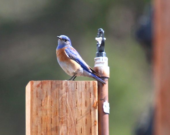 web_bluebird_look_camera_post_kd_IMG_5633
