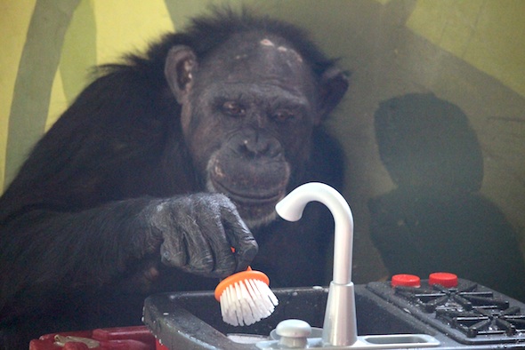 web_jamie_scrub_dishes_sink_enrichment_pr_dm_IMG_5243