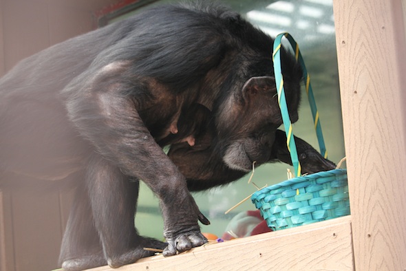 web_Easter_Jody_inspect_basket_GH-ek_IMG_0466
