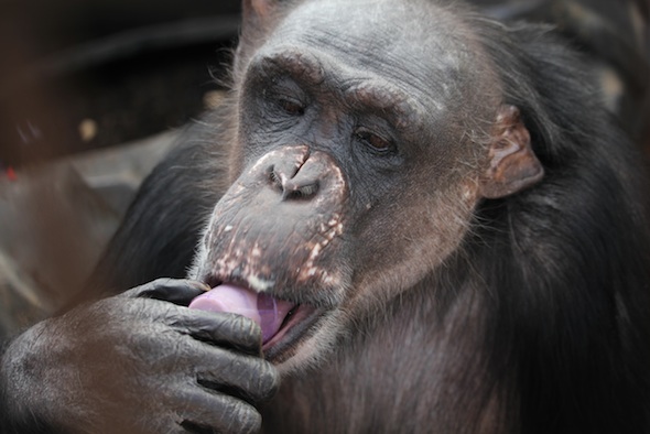 web_Easter_Negra_lick_smoothie_cup_closeup_GH_ek_IMG_0438