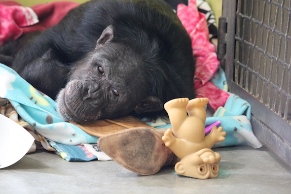 web_Jamie_lie_down_nest_blankets_troll_boot_enrichment_look_at_camera_PR_kh_IMG_0849