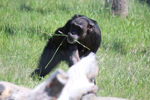 web_Jody_forage_grass_in_mouth_YH_kd_IMG_1397