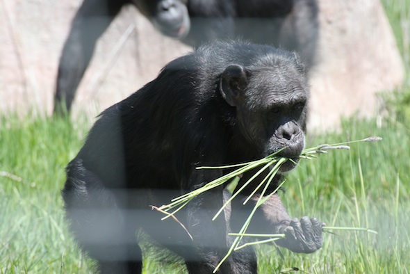 web_Jody_gather_grass_in_mouth_YH_khIMG_1207