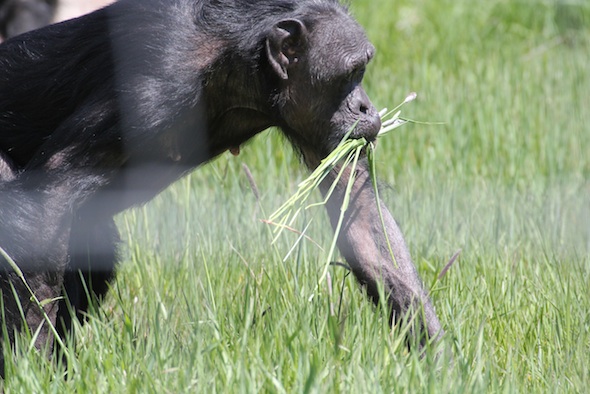 web_Jody_gather_grass_in_mouth_YH_kh_IMG_1208