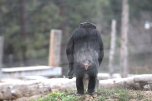 Missy bipedal from behind