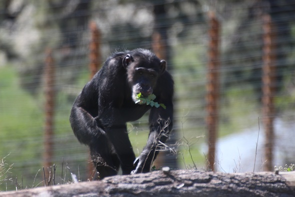 web_Missy_forage_native_plant_in_mouth_YH_kd_IMG_1388