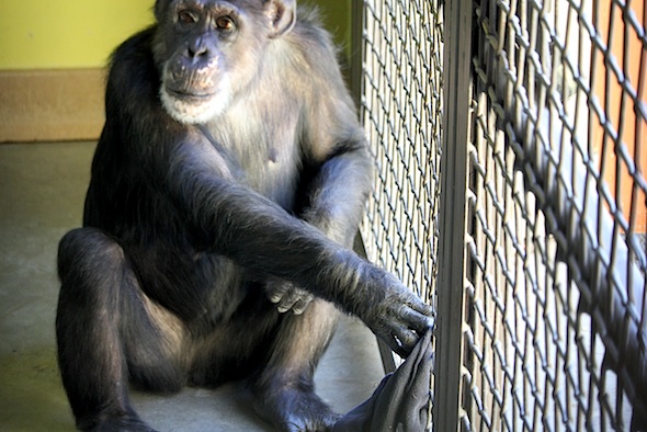 Missy pushing towel through caging